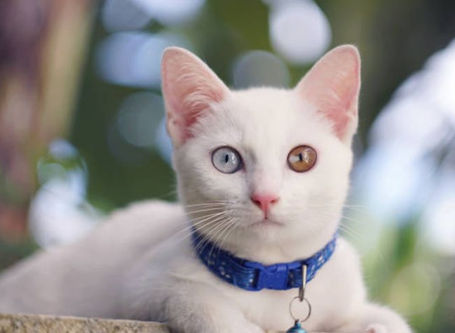 Ini dia Kucing Mata Berlian, Kucing Langka Asal Thailand